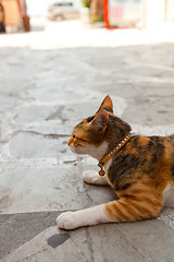 Image showing Greek cat in an alley