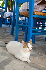 Image showing Greek cat in restaurant