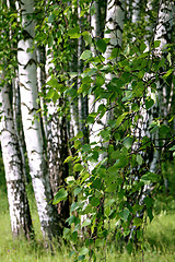 Image showing branch of a birch tree