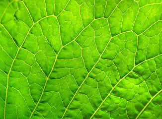 Image showing green leaf texture      