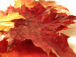 Image showing beautiful colored fall leaves with water drop