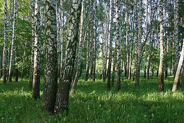 Image showing birch trees