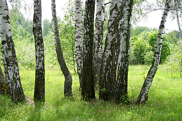 Image showing birch trees 