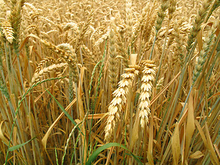 Image showing grain field