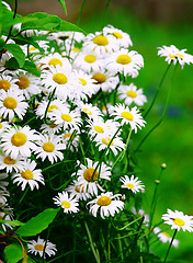 Image showing Green grass with daisy flowers
