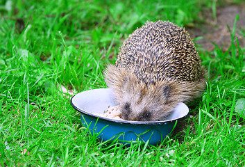 Image showing  Hedgehog