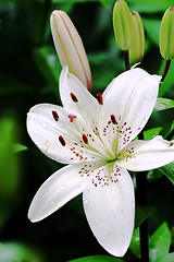 Image showing White lily with raindrops