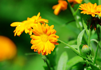 Image showing Orange flowers with raindrops