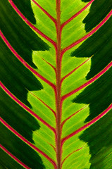 Image showing Green leaf with red veins 