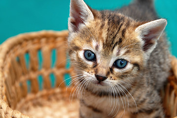 Image showing Adorable kitty in basket