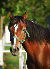 Image showing Chestnut horse