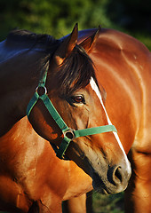 Image showing Chestnut horse