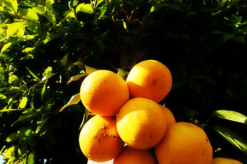 Image showing Fresh Oranges