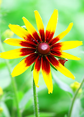 Image showing Yellow Flower