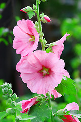 Image showing Pink malva Silvestris. Mallows