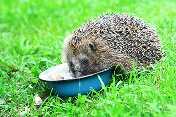 Image showing Hedgehog