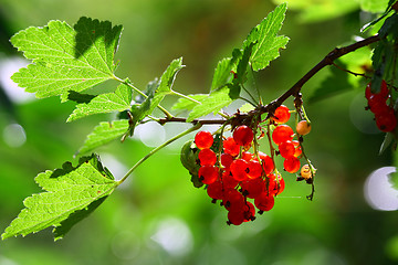 Image showing Red currants