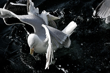 Image showing Seagull