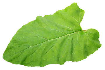 Image showing One green isolated leaf