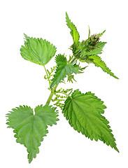 Image showing One branch of green nettle