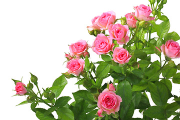 Image showing Bush with pink roses and green leafes