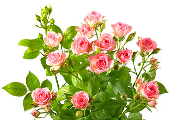 Image showing Bush with pink roses and green leafes