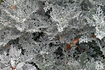 Image showing beautiful leaves of gray