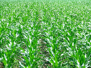 Image showing Corn field lines