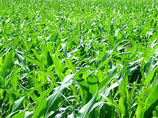 Image showing Corn leafs