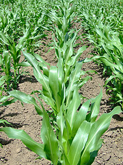 Image showing Corn ridge closeup