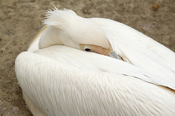 Image showing Pelican in zoo