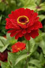 Image showing Red zinnia