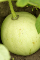 Image showing Watermelon in the kitchen-garden