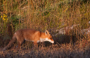 Image showing Hunting fox