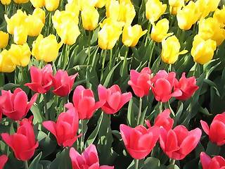 Image showing beautiful tulips background