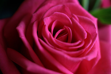 Image showing beautiful rose