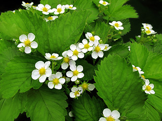 Image showing blossoming strawberry