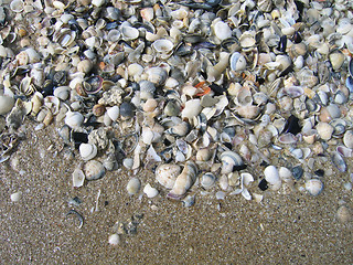 Image showing sea shells on the beach