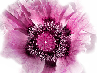 Image showing pink poppy on white