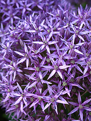 Image showing blossoming purple allium background