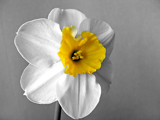 Image showing daffodils (narcissus)