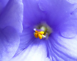 Image showing beautiful violet flower
