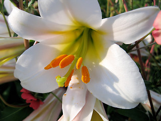 Image showing beautiful white lily 
