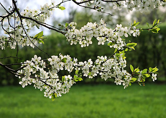 Image showing branch of a blossoming tree