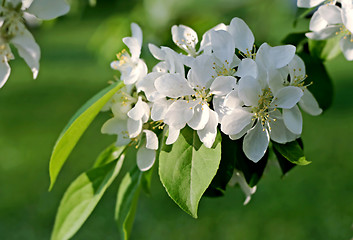 Image showing branch of a blossoming tree