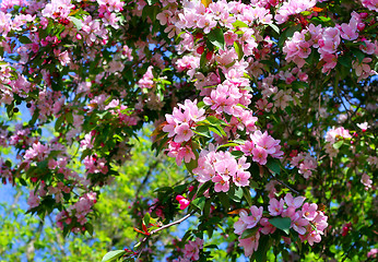 Image showing branch of a blossoming tree