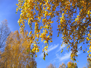 Image showing autumn trees