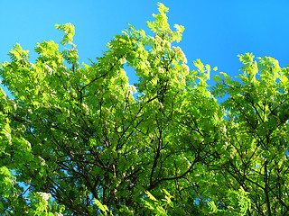 Image showing green tree on a blue sky background