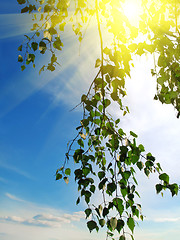 Image showing branch of a birch