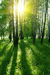 Image showing birch trees and sun